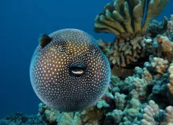 spd_species_bwh.jpg.webp