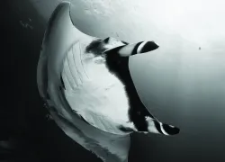 Gian pacific manta