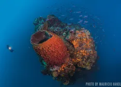 spd_saba_mauriciohandlerphotov_web.jpg.webp