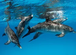 spd_dolphin_.jpg.webp