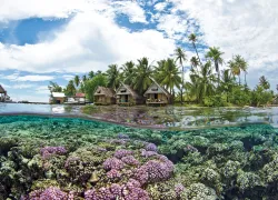 spd_tahiti_.jpg.webp