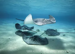 stingrays in tahiti 