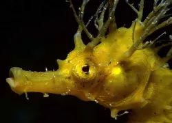 spda_species-.jpg.webp