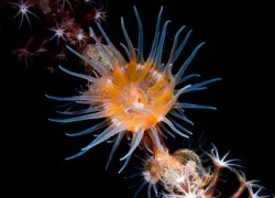 spotlight_anemone-t-colonial-anemone-on-wire-coral--indonesia-takako-uno.jpg.webp