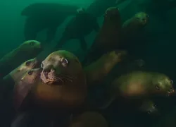 steller sea lions -bc.jpg.webp