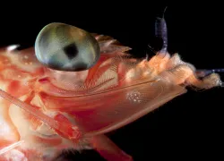 super macro shrimp.jpg.webp