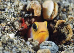 svg_yellowhead-jawfish_keri-wilk.gif.webp