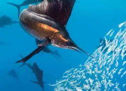 Scuba diving swordfish encounter Mexico