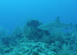 shark diving belize