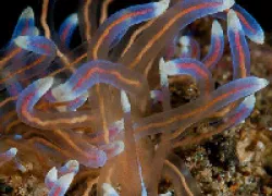 thumb-sea-creatures-phylodesmium.gif.webp