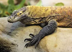 thumbnail-komodo-liveaboard-scuba-diving.jpg.webp