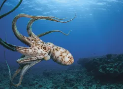 octopus scuba diving hawaii