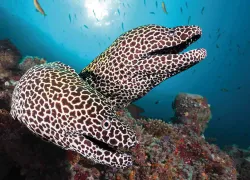 scuba diving maldives