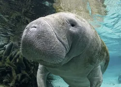 snorkeling with manatees