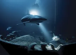 scuba diving ray of hope Bahamas sharks