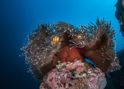 emerging scuba diving destinations