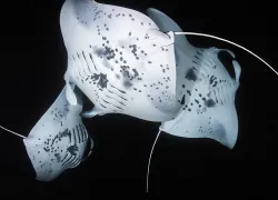 scuba diving best night dives mantas