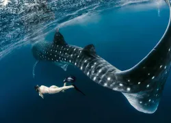 whale shark diving