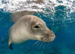 thumbnail_perfect--kauai-monk-seals_david-kearnesseapics.jpg.webp