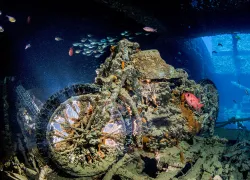 ti-dynamic-dive-sites.jpeg.webp
