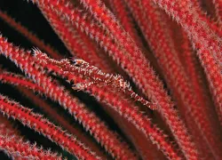tim-laman.jpg.webp