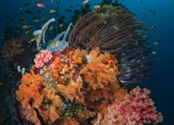 Coral Reef Four Kings Misool