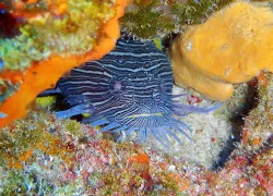 toadfish.jpg.webp