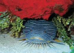 toadfish_cozumel_shutterstock_.jpg.webp