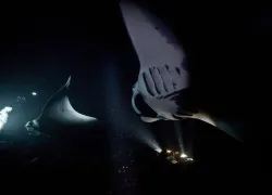 manta ray night dive Kona Hawaii