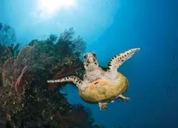 turtle--budget-trip_.jpg.webp