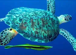 turtle with remora