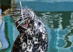 underwatercam.jpg.webp