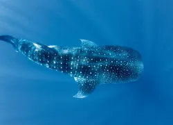 Whale Shark in Utila