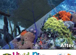 vp-before-after-padi_.jpg.webp