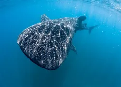 whale-shark-cambodia.gif.webp