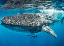 whale-shark.jpg.webp