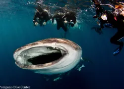 whale-shark_dietrich-img_.jpg.webp