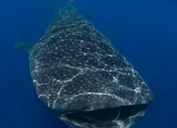 whale-shark_eric-cheng.gif.webp