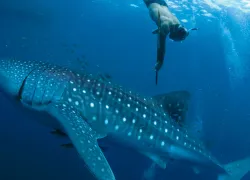 whale-shark_mark-erdmann_conservation-international.jpg.webp