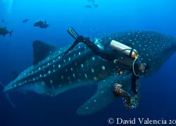 whale-shark_valencia__.jpg.webp