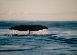 whale.jpg.webp