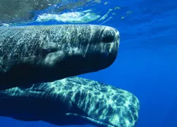 whales.jpg.webp