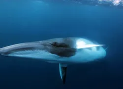 whales_.jpg.webp