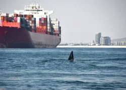 whalesshipsloudnoisesshutterstock   .jpg.webp