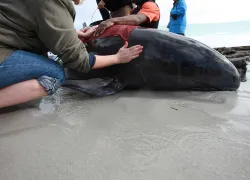 Volunteers tend to a stranded pilot whale