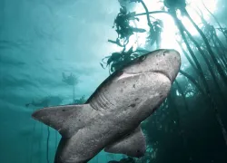 worlds-best-dive_millers-point_jacques-de-vos.jpg.webp