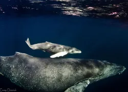 wp-_lens_humpbacks_dietrich.jpg.webp