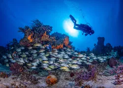 __aldora_divers_.jpg.webp