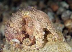 .blue.ring.octo.jpg.webp