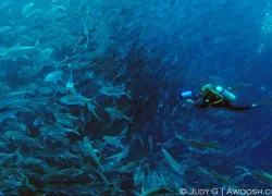 .costa.rica.jacks.jpg.webp
